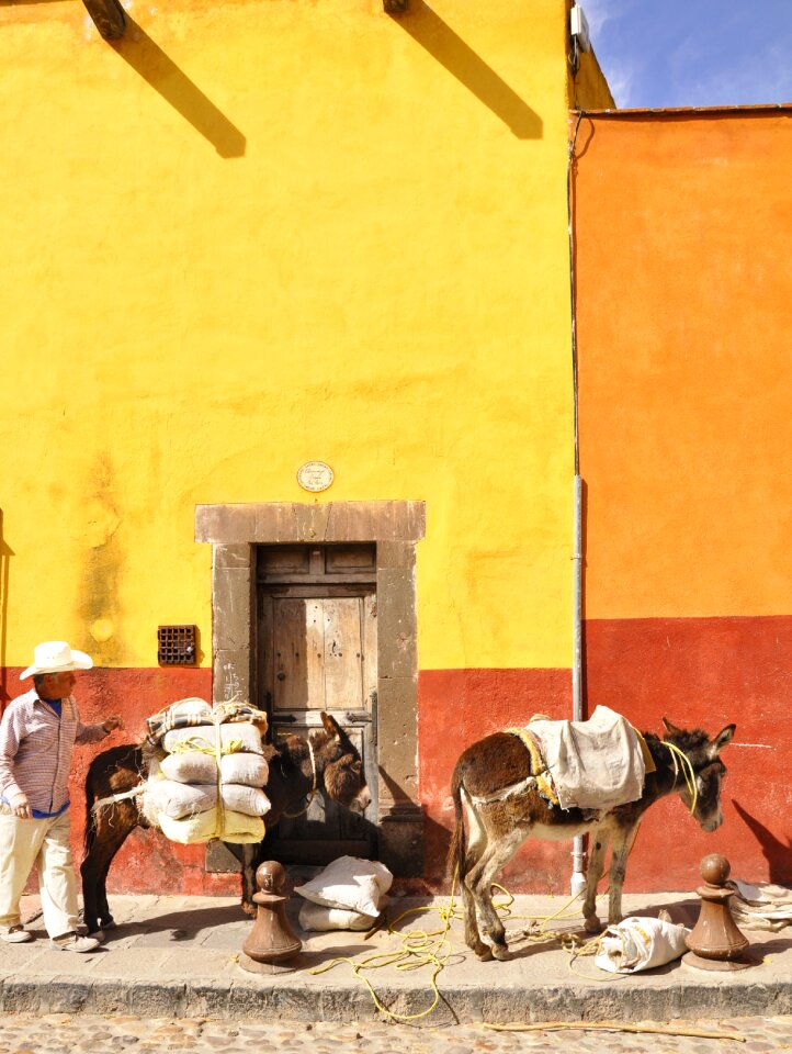 Donkey mexico