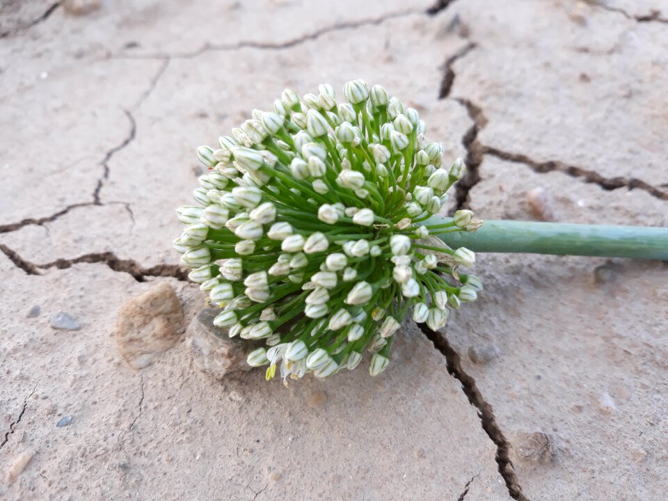 Flower plant live