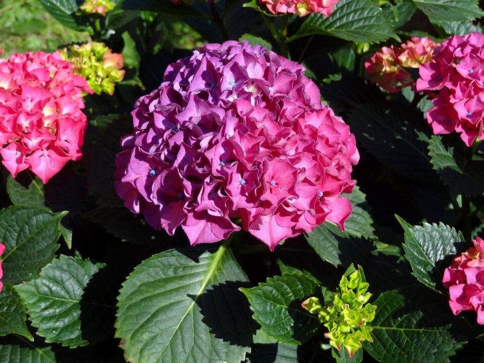 Nature the beauty of nature purple