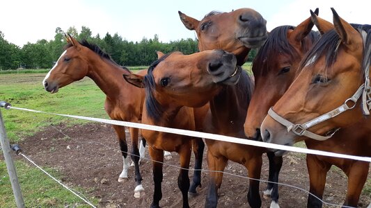 Nature equine summer