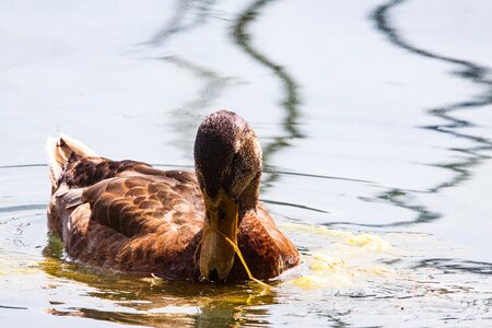 Water bird poultry water