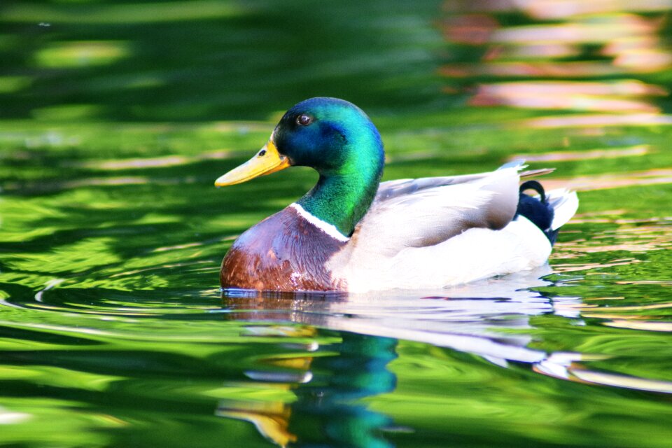 Animal nature bird