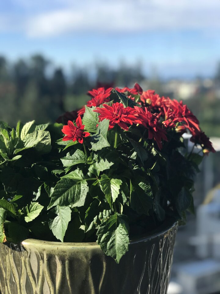 Flower red