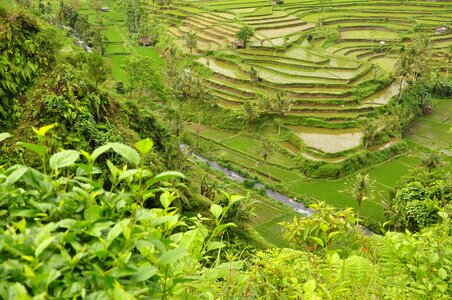 To bali landscape