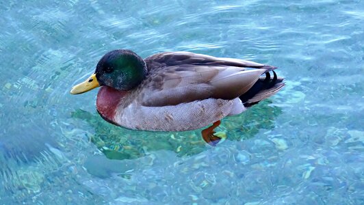 Nature feather water
