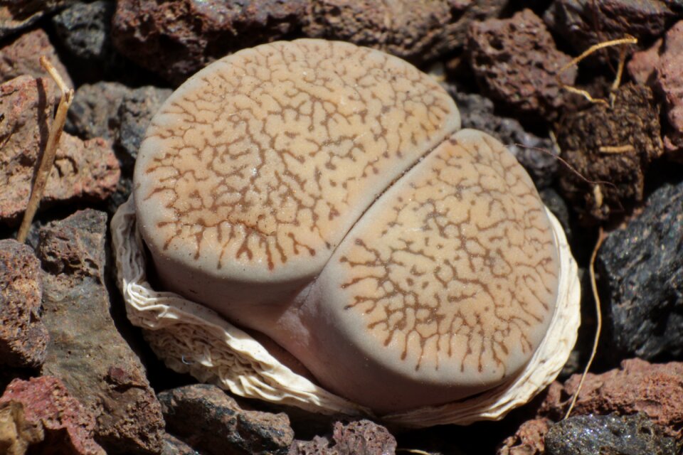 Succulent stone plants move lithops
