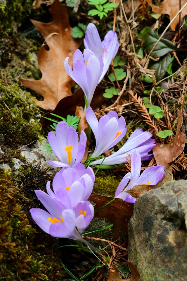 Plant flora purple photo