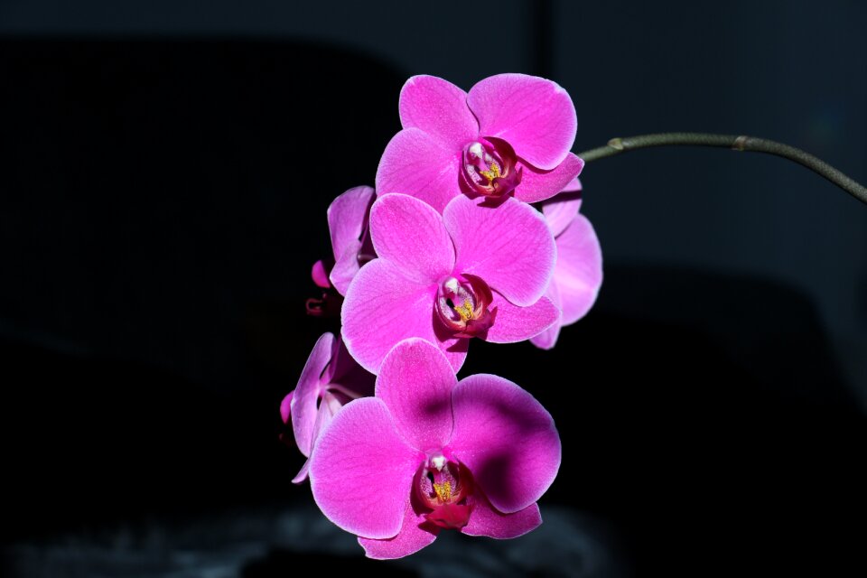 Orchid flower pink