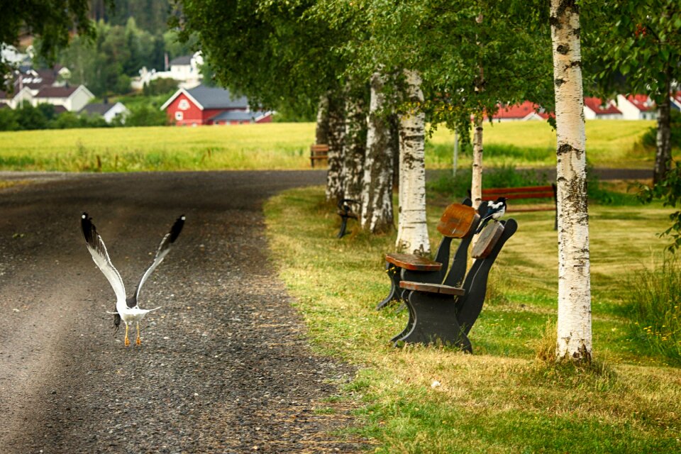 Landscape nature