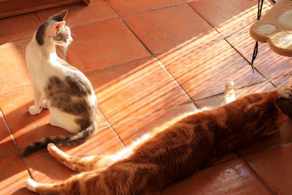 Animals cat animal