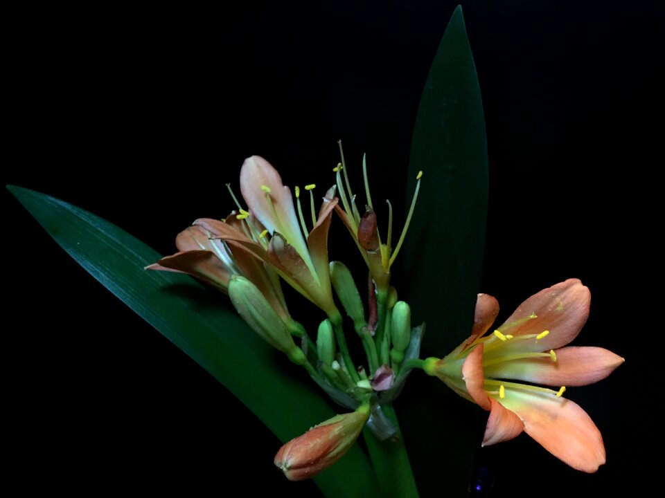 Pistil garden plant