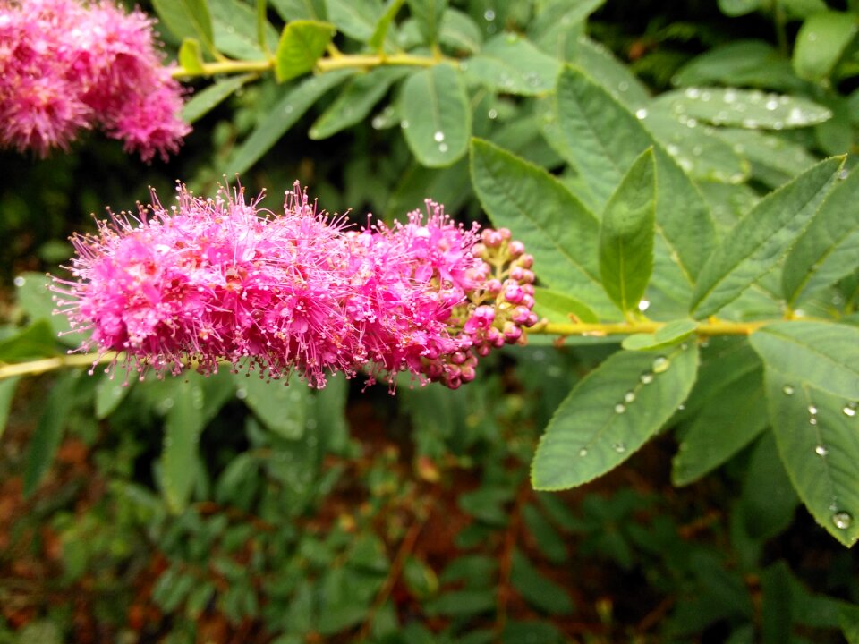 Flowers leaves water droplets