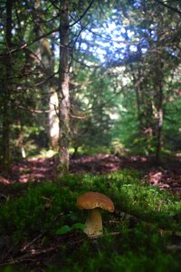 Nature green forest