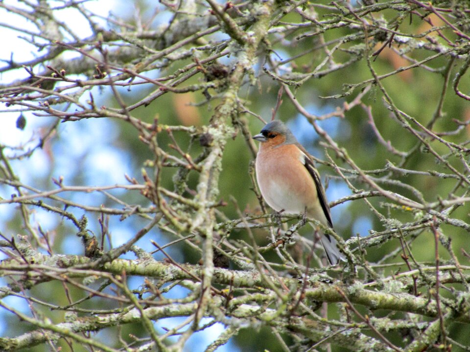 Bird nature fink