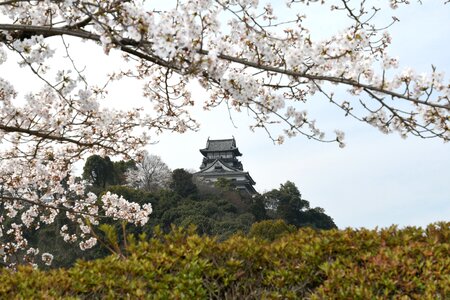 Cherry blossoms the castle tower castle