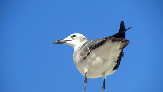 Seagull animals plumage photo