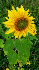 Flower leaf sunflower
