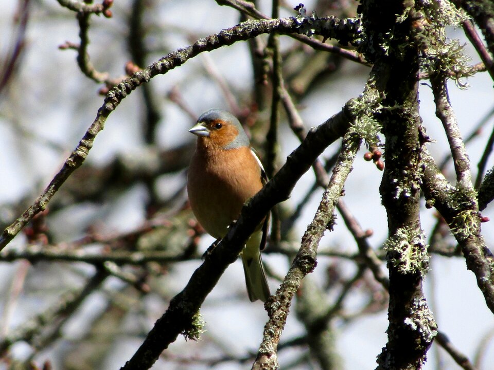 Bird nature finch