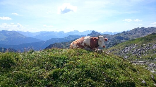 Cow mountains nature