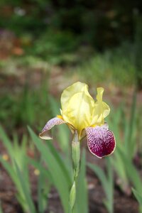 Iris garden bloom