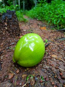 Kerala wet coconut photo