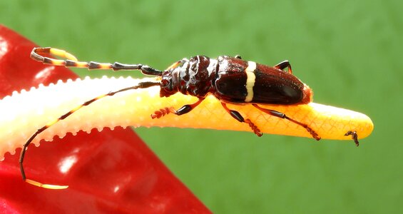 Nature beetle armenia