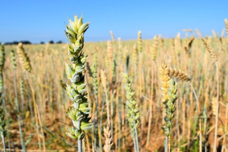 Agriculture cereals slovakia