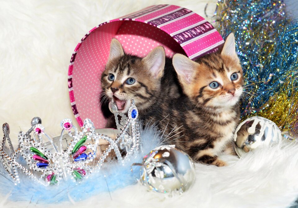 Kitten winter cute