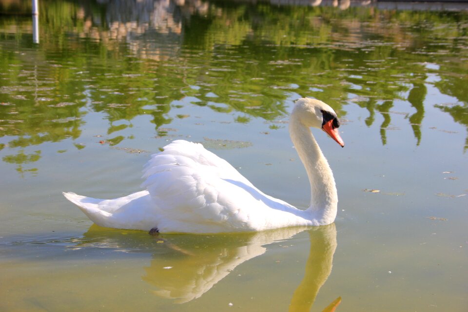 White of the pond