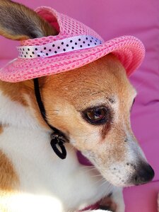 Doggie dog pet