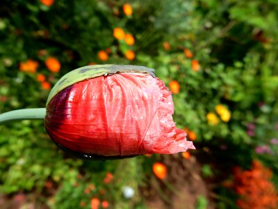 Bud nature portugal