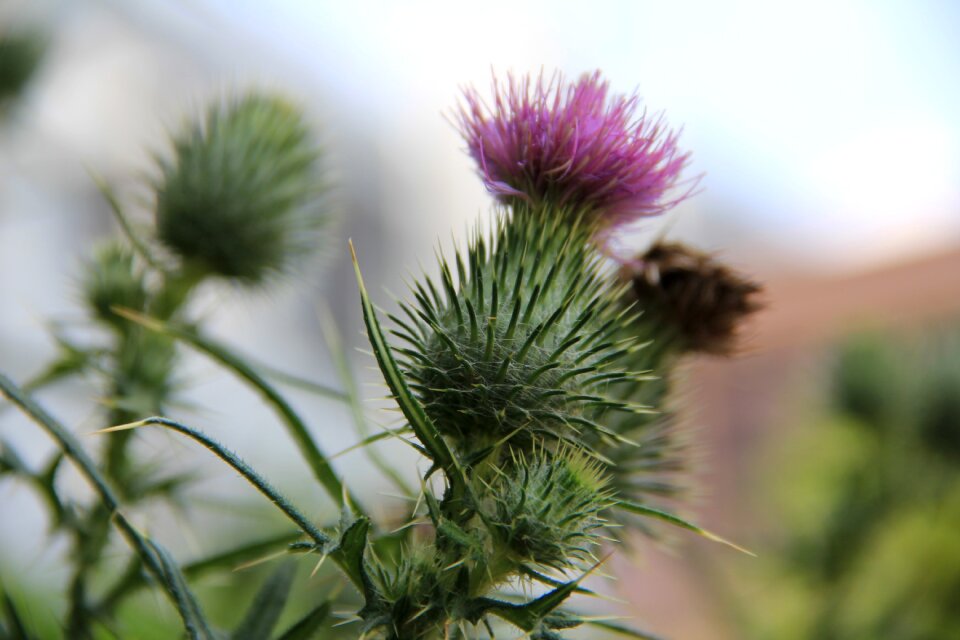 Plant natural garden
