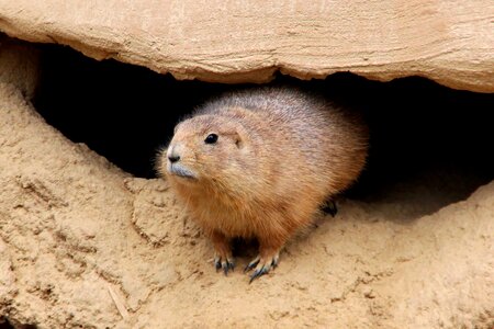 Rodent animal world nature photo