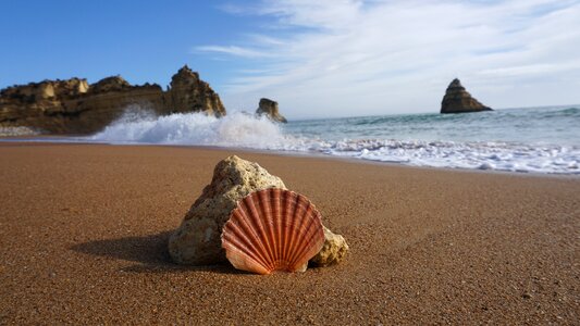 Portugal seaside shell
