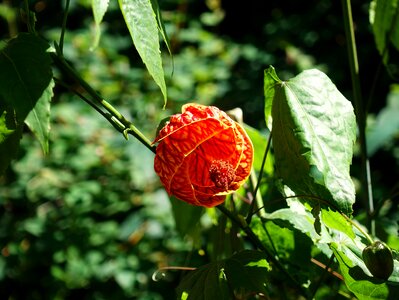 Orange flower shrub photo
