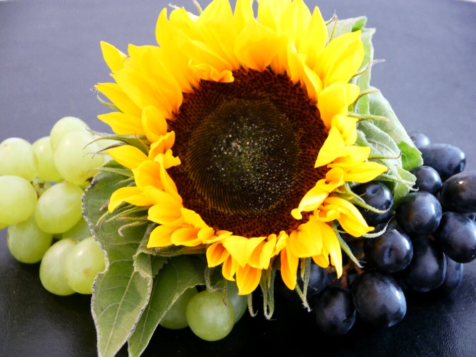 Fruit grape fruits