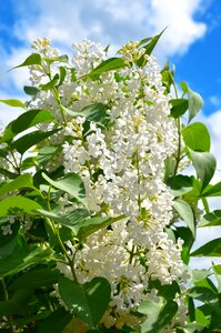 White lilac spring nature
