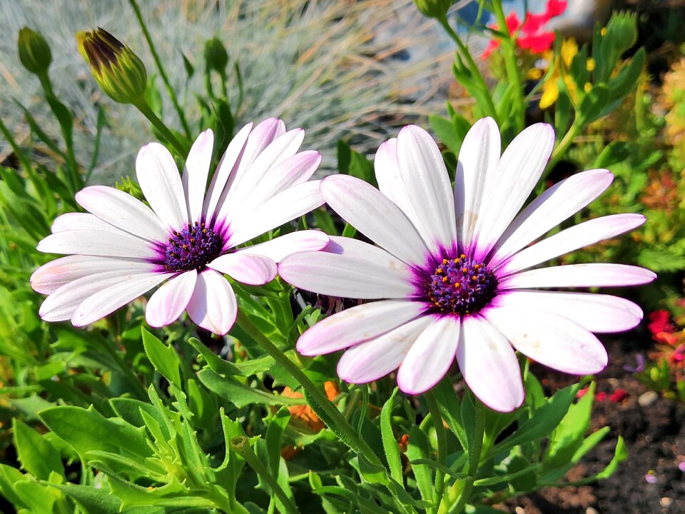 Flower purple lavender
