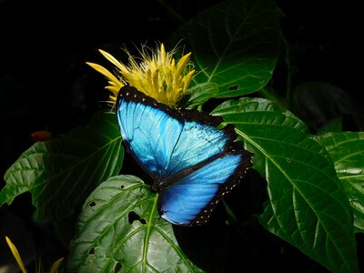 Blue wing exotic photo