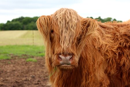 Highlander cattle livestock photo