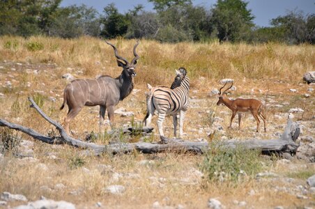 Kudu impala