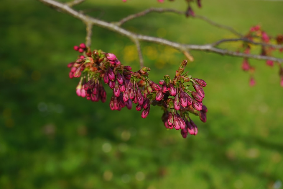 Purple branch blossom