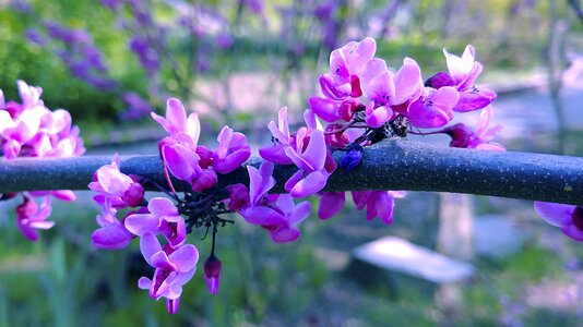 Purple flowers sejong city forest museum