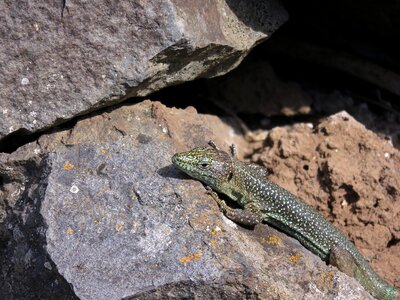 Animal stone wall portugal photo