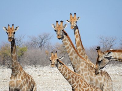 Safari wild animals wilderness photo