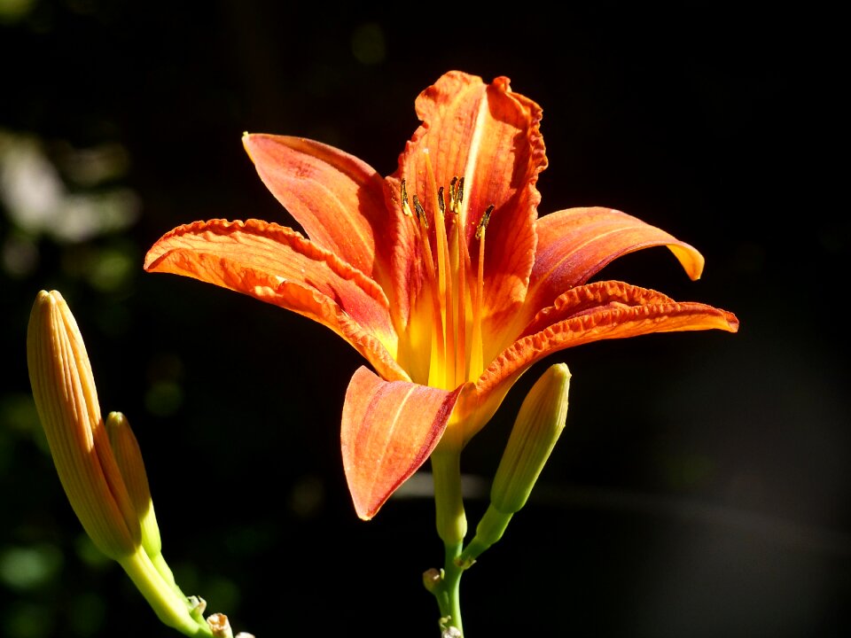 Summer orange flower buds