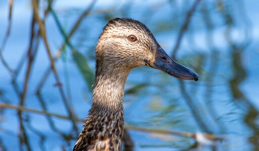 Teal winged duck photo