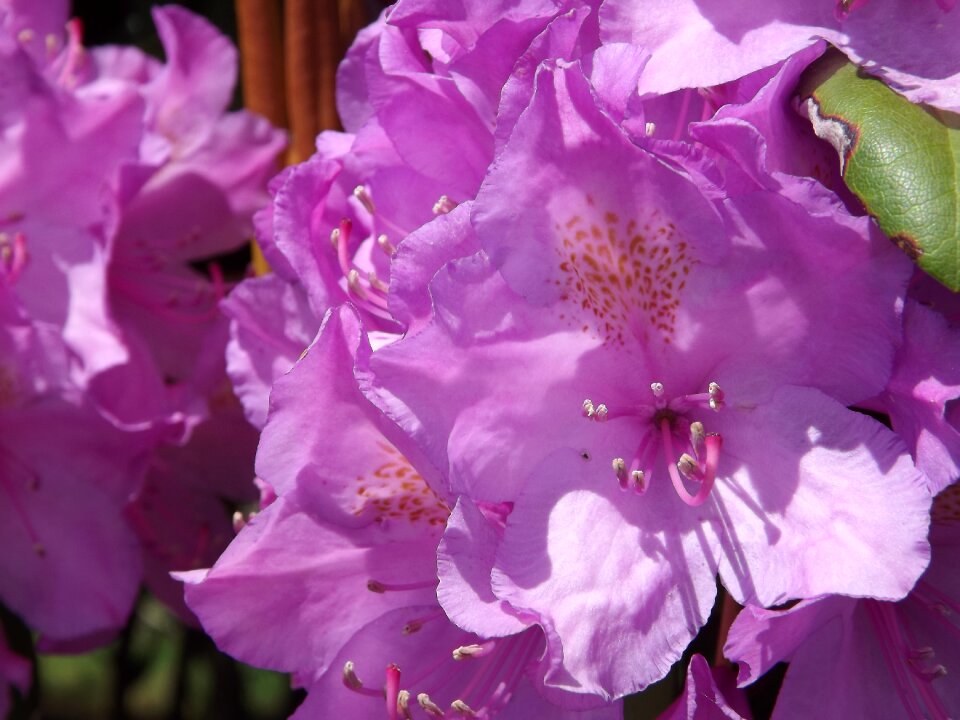Summer bloom plant