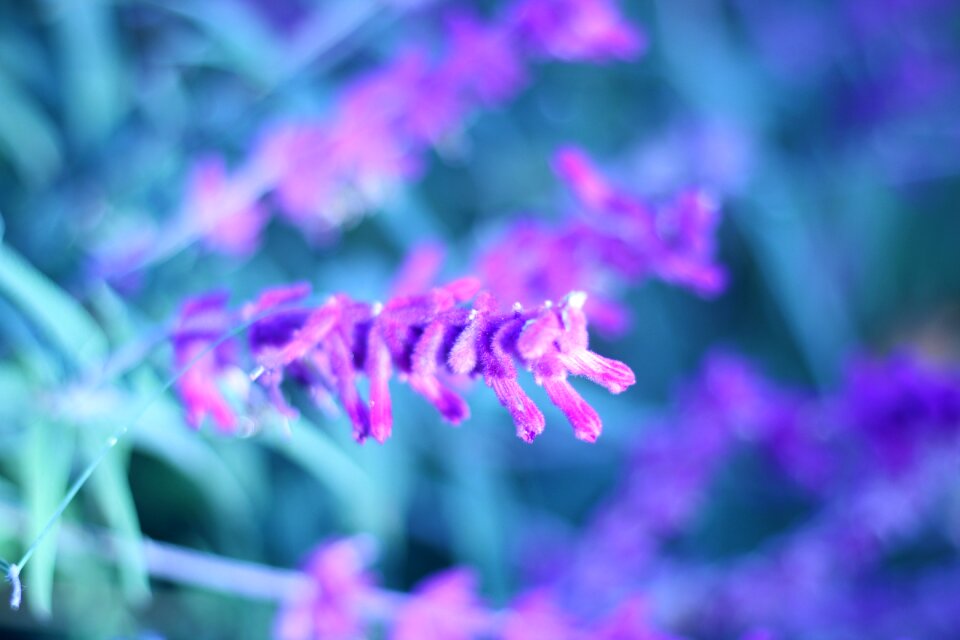 Purple flower photo