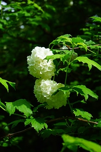 Leaves white green photo